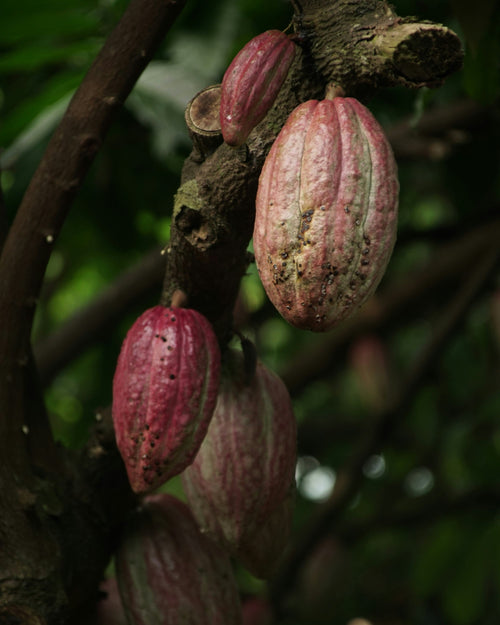 Chocolate Artesanal